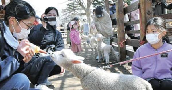 子ヒツジすくすく　伊香保グリーン牧場