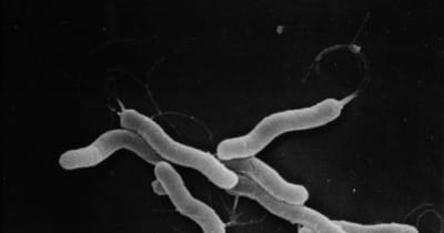 ピロリ菌が胃がんの原因であることを医師自らが“飲んで”解明　ピロリ菌が発見された4月14日を「ピロリ菌検査の日」と制定 　 検査と除菌、除菌後の定期検査の重要性を知るきっかけに