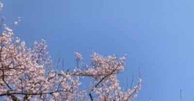 高田城址公園の桜が開花　《新潟・上越市》