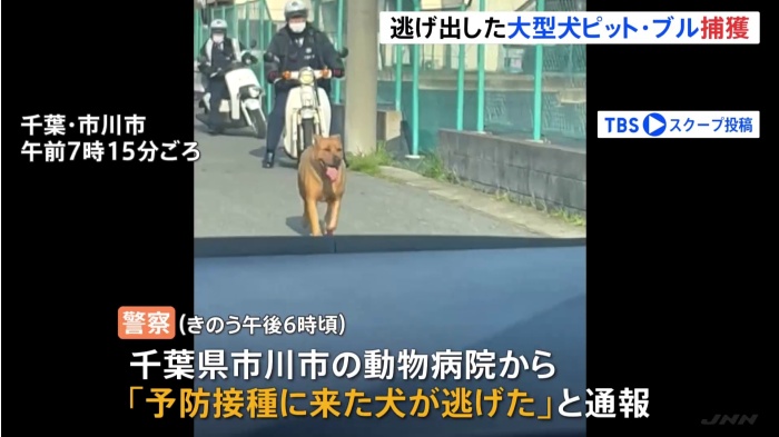 千葉 市川市で動物病院から脱走の40キロ超の大型犬ピット ブル けさ確保