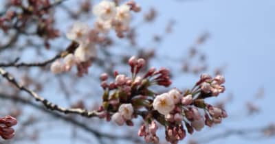 高田城址公園（新潟県上越市）でソメイヨシノが開花宣言、新潟市では８日に開花発表の見通し