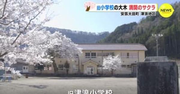 桜満開　旧小学校の大木の下で　広島・安芸太田町津浪地区