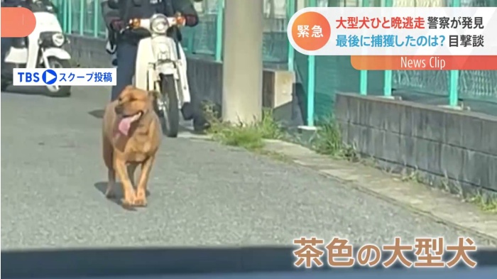 大型犬ピット ブルが一晩逃走 警察が発見し最後に捕獲したのは