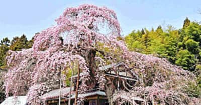 横田陣屋御殿桜　須賀川、濃いピンク...全体覆うように咲き誇る