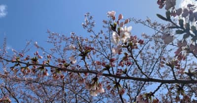 【速報】新潟市の桜が開花 新潟地方気象台
