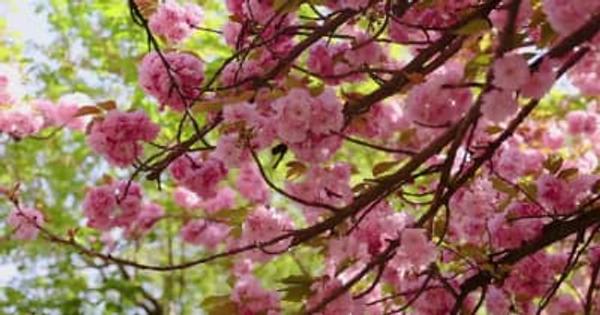 青竜寺で桜が満開　陝西省西安市