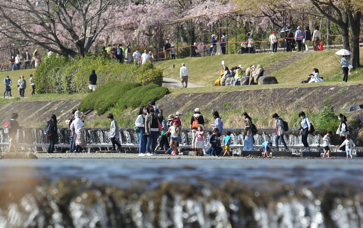 京都で今年初の夏日、6月並みの陽気に　鴨川では名残の桜、市民ら散策