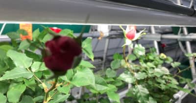 「カーボンニュートラルの薔薇」の栽培に成功　完全LED栽培・化学農薬不使用・オーガニック！