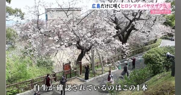 広島だけに咲くヒロシマエバヤマザクラ【令和のサクラ】