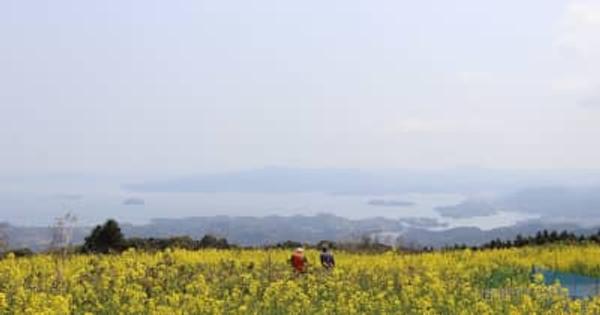大村湾と菜の花“コラボ”　長崎・琴海赤水ふれあい農園　利用者有志やボランティアが育てる
