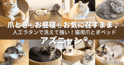 水洗いもできる猫用爪とぎベッド「アズニャン」発売