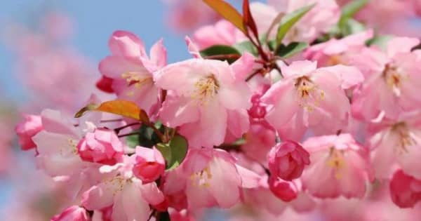 「睡花」カイドウ ピンクの花満開　矢掛・吉祥寺境内に20本