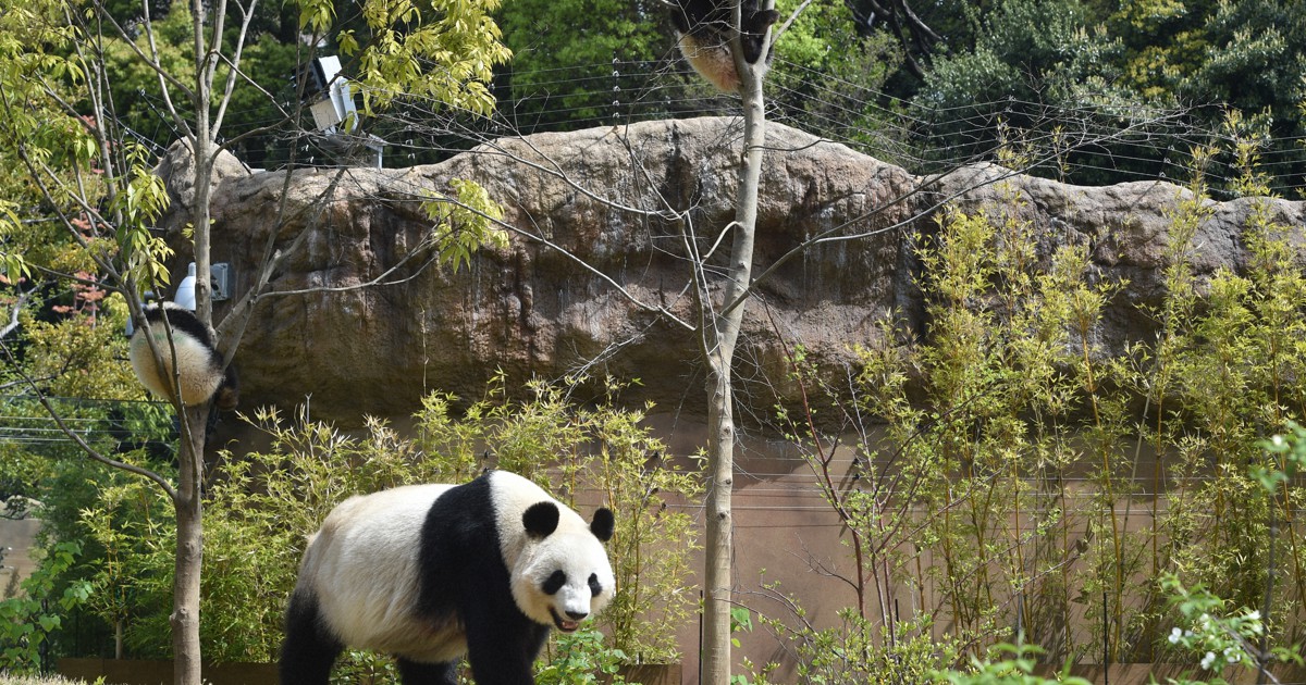 双子パンダに永久歯　「観覧再開のストレスもなく順調」　上野動物園