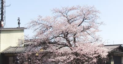 春の高山祭目前　桜が５分咲きに　岐阜県高山市