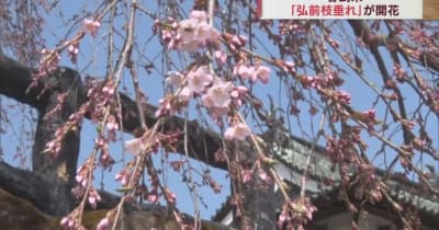 弘前公園で「弘前枝垂れ」が開花　本丸のソメイヨシノはもうすぐ