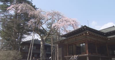 樹齢４００年のシダレザクラ見ごろ　日光田母沢御用邸記念公園