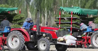 トウガラシの大規模機械化栽培実現　新疆ウイグル自治区アラル市
