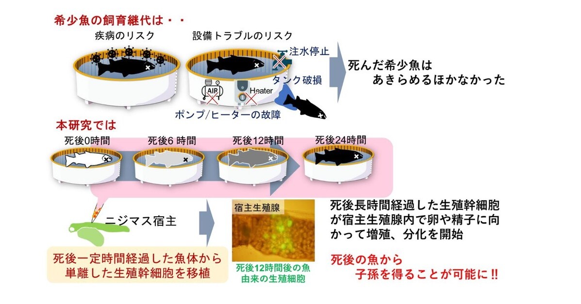 魚が死んでからも子孫を作る技術、東京海洋大が開発　死後の細胞から卵・精子を作製