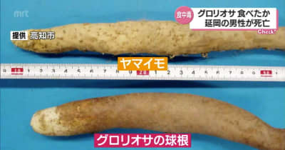 ヤマイモと間違えた？ 有毒植物「グロリオサ」食べた男性が食中毒で