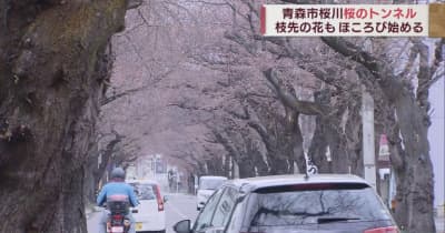 青森市内の桜の名所　桜川で桜が咲き始める