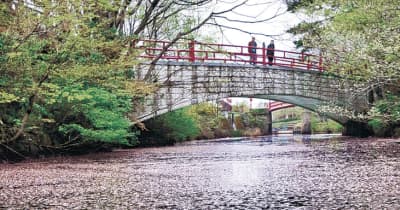 川面彩る桜の花びら　砺波・庄川水記念公園