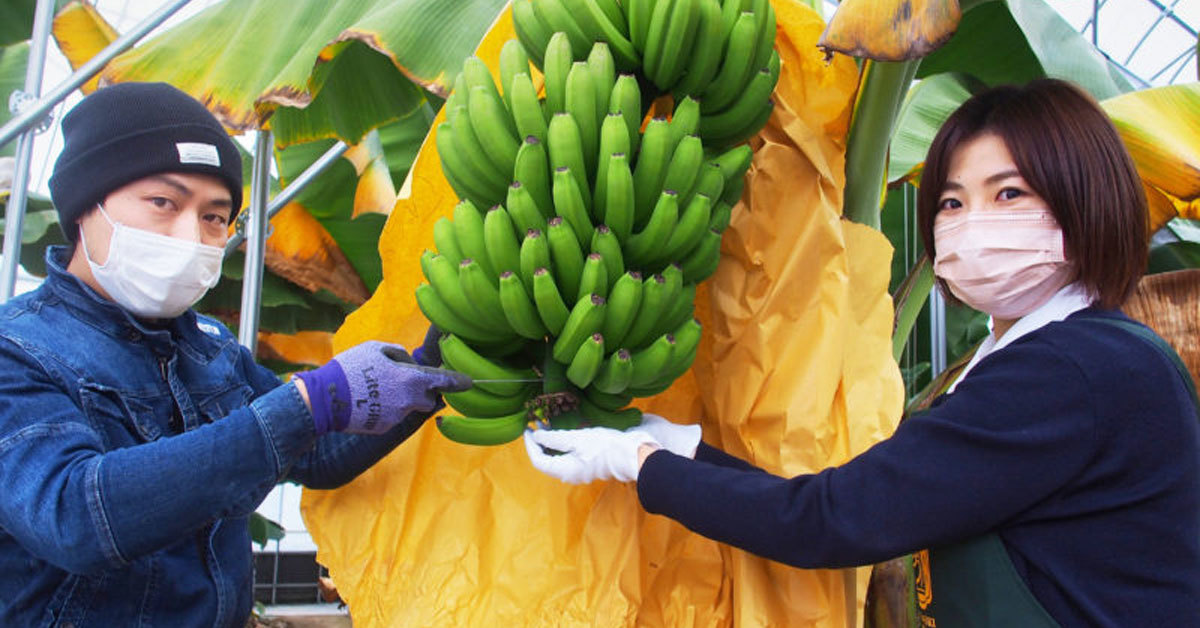 皮まで食べられる国産高級バナナ「蜜の月バナナ」　KOKUBOが通年販売