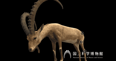 国立科学博物館、「剥製3Dデジタル図鑑 “Yoshimoto 3D”」を公開