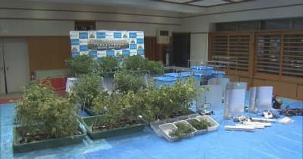 大麻草293株を集合住宅で栽培　暴力団幹部に懲役2年の実刑判決　名古屋地裁