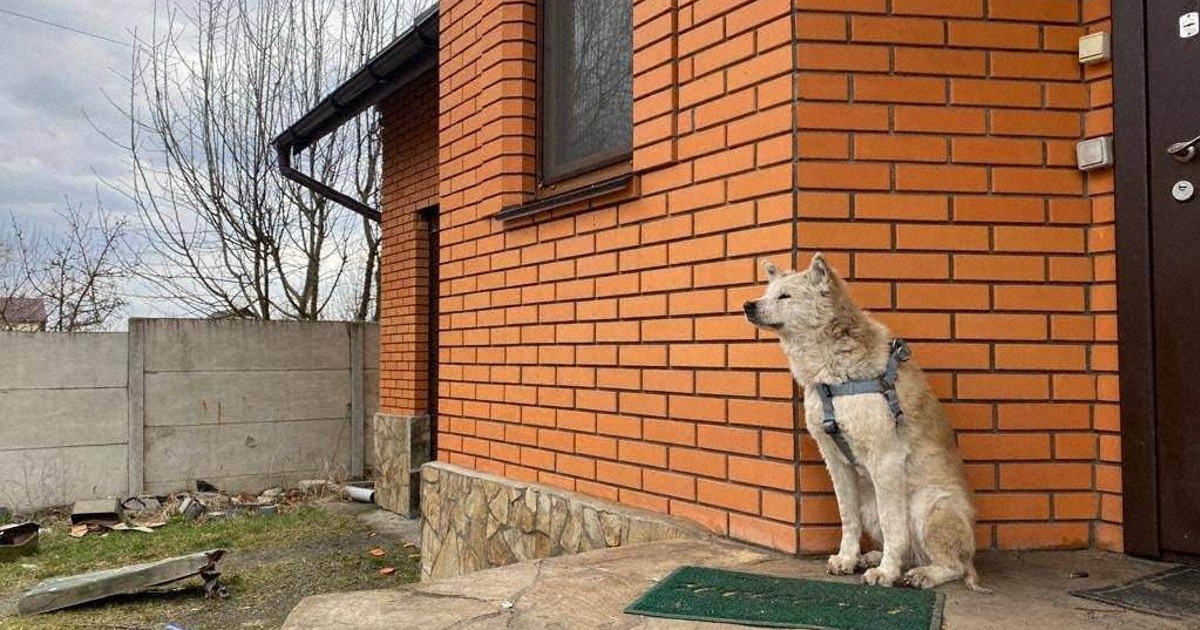 ウクライナの忠犬ハチ公　「ロシア兵に殺害された」飼い主待つ姿話題