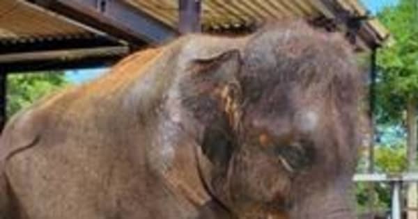 神戸・王子動物園の両親から生まれた雄ゾウの結希　千葉「市原ぞうの国」から戻らずそのまま生活