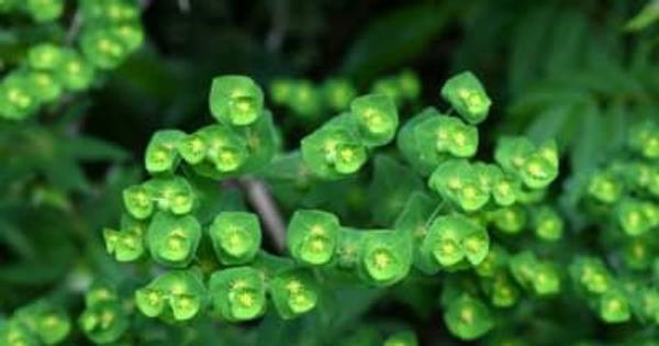 ひっそり 絶滅危惧の花　奄美・アマミナツトウダイ