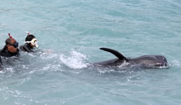 漂着クジラ、救出かなわず　奄美大島、全長3.5メートル