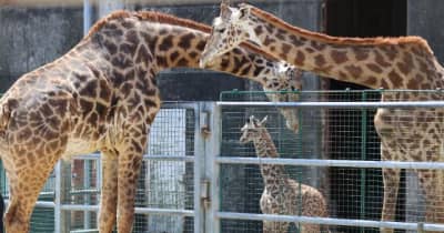 キリン赤ちゃんすくすく育って　宮崎市動物園で公開