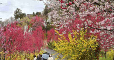 色彩豊か、7000本咲き競う　福島・飯野の「花やしき公園」