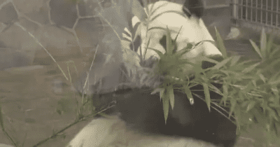 王子動物園 ジャイアントパンダ「タンタン」が食べ残した餌の竹を使った灯篭作り