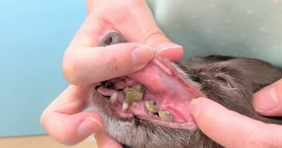 愛犬の歯磨きいつから？ 毎食後するべき？ 獣医師が歯周病の原因、予防法を解説【ペットドクター相談室】
