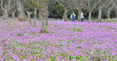 仙北市「かたくり群生の郷」3年ぶり開園　薄紫の花見頃