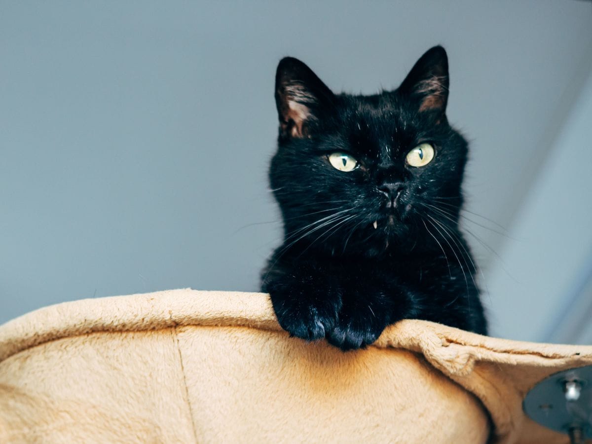 “ネコの宿命”腎臓病研究の宮崎徹教授が手がけた「予防」のための猫フード　「ネコだけでなくいずれはヒトにも」、タンパク質AIMが秘めた可能性