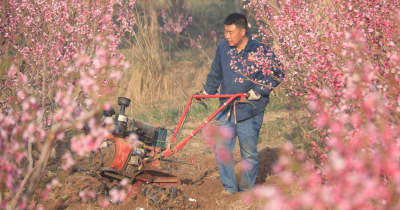 桃の花が満開、桃園で農作業にいそしむ農家　甘粛省敦煌市
