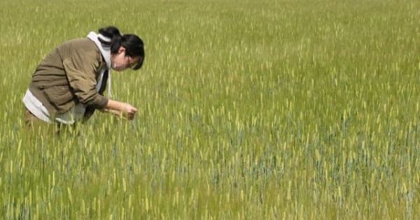 穀雨 もち麦の穂膨らむ　岡山県内は晴れの空に