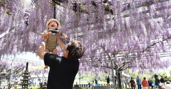咲き誇るムラサキフジ　「山田の藤」見ごろ　熊本・山田日吉神社