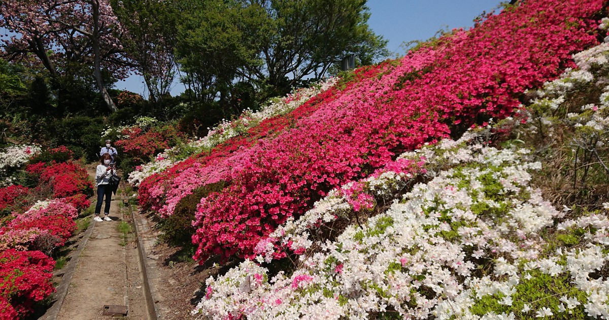花の寺・鎮国寺のツツジ見ごろ　八重桜と競演、参拝客ら春満喫　福岡
