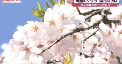 秋田県内有数のサクラの名所　「角館の桜まつり」始まる　秋田・仙北市