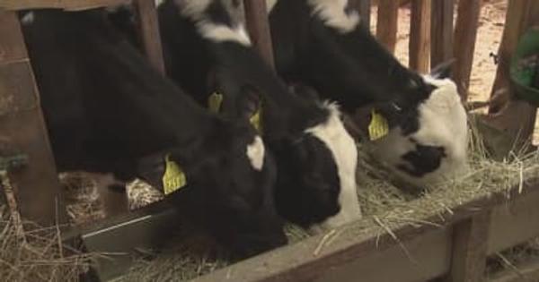 酪農家たちに不安　牛乳消費量の減少と飼料高騰　世界情勢の不安定化で　《新潟》