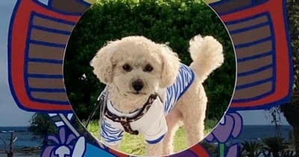 「顔ハメ看板」のモデル犬、採用で「ペットルーム」に招待　南房総・白浜オーシャンリゾート