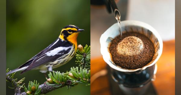 一杯のコーヒーが渡り鳥の命を脅かしているかも。実は身近にある「バードフレンドリー」なコーヒーについて調べてみた