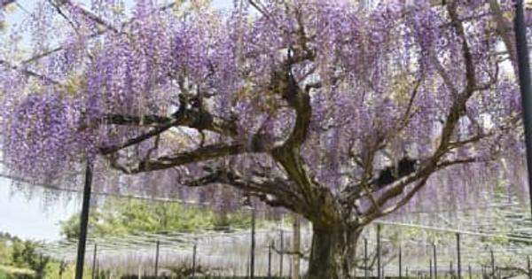 「藤のガーデン」が開園　津の赤塚植物園の里山庭園　三重