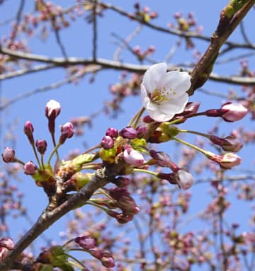 北海道に桜前線が到達　南端・松前町でソメイヨシノ開花