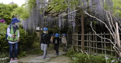 ノダフジ見頃 花のカーテン　松山の庚申庵　樹齢200年超 鮮やかな薄紫