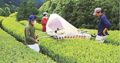「川添茶」茶摘み始まる　白浜、10トンの収穫見込む